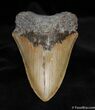 Nice Inch Megalodon Tooth With Stand #579-1